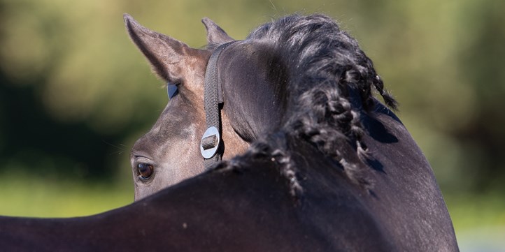 horses neck