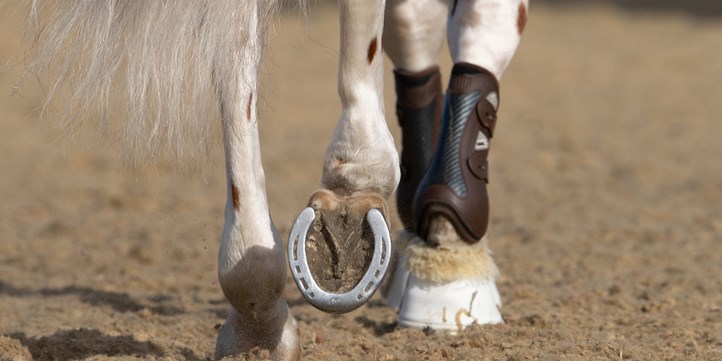 Horse hoofs - horse shoe