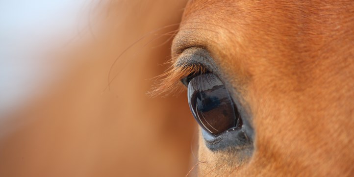 Horses eye