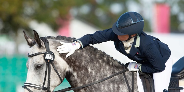 Grey Horse - patting