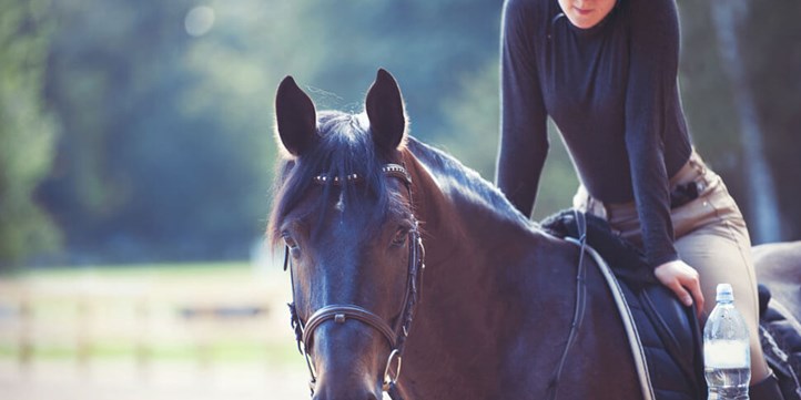 HCR - Buying A Horse Blog